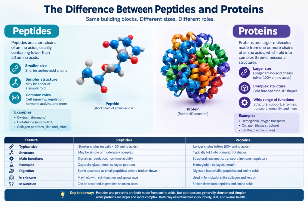 difference between peptides and proteins